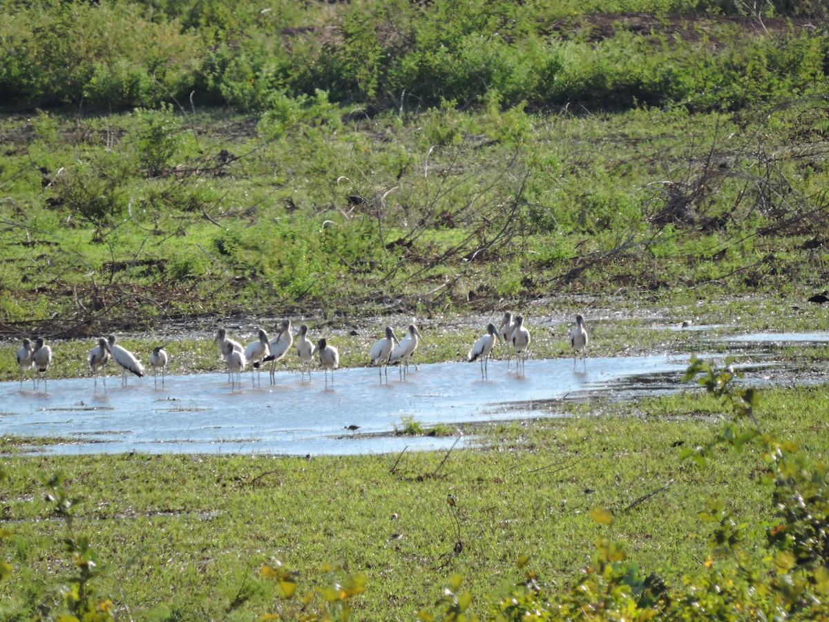 Wood Stork - Maria Cristina Lema Arias