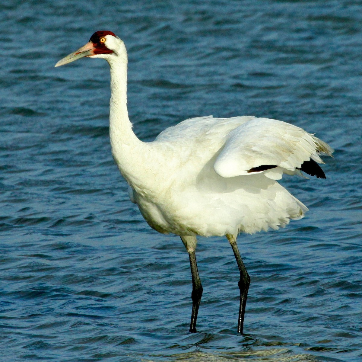 Whooping Crane - Rob O'Donnell