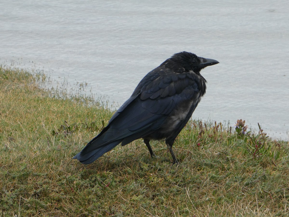 Carrion x Hooded Crow (hybrid) - ML112476091