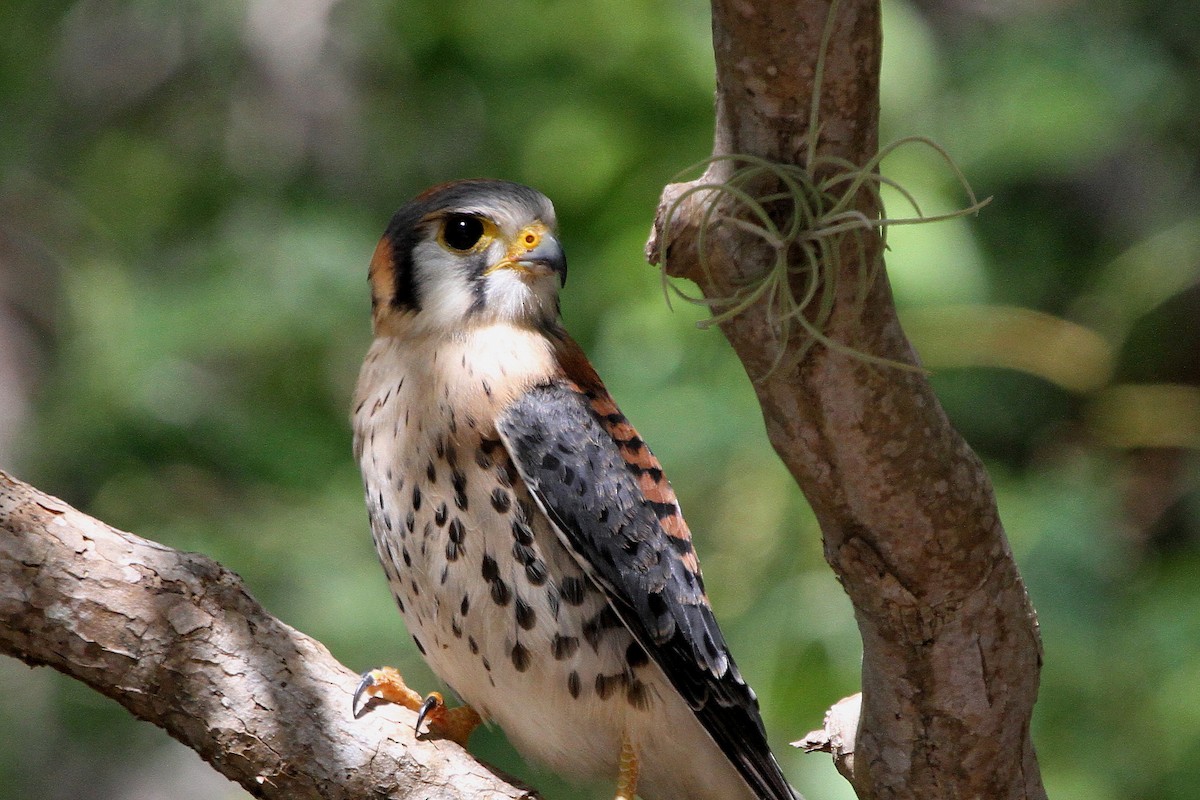 American Kestrel - ML112477631