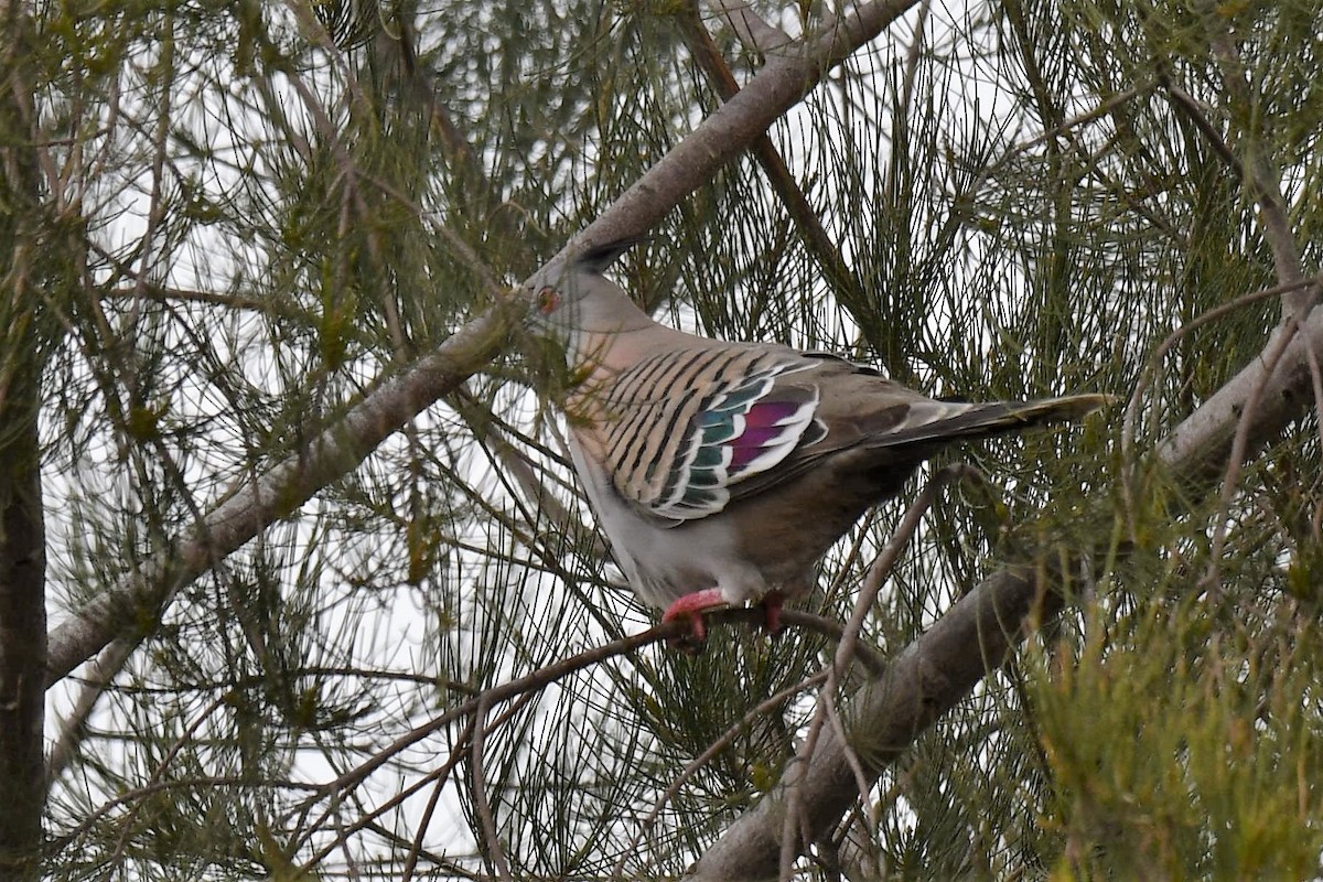 Crested Pigeon - ML112478311