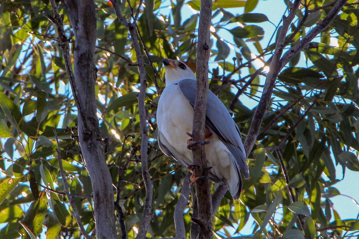 Gray Goshawk - ML112478671