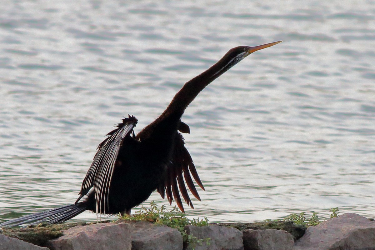 Oriental Darter - Satish Sasi