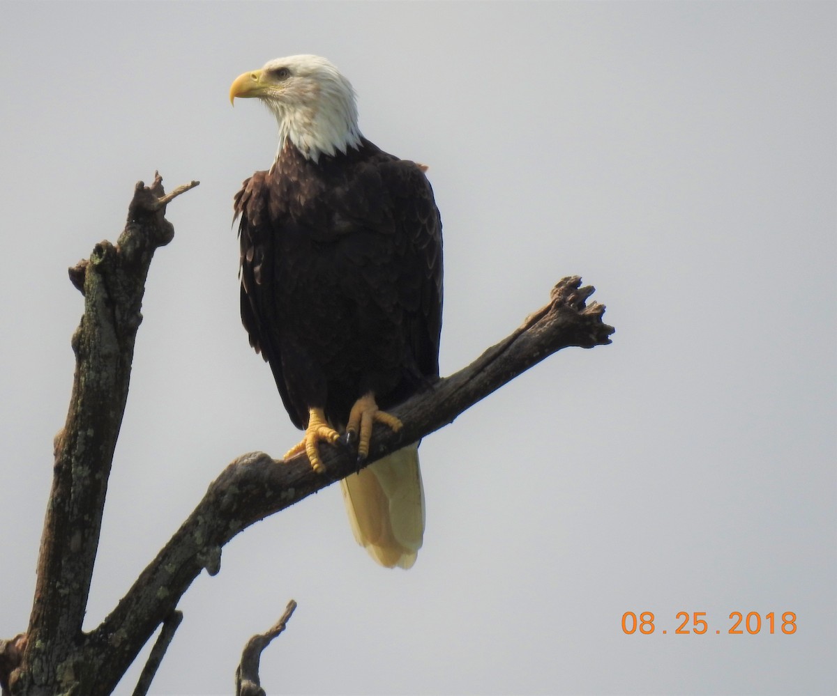 Bald Eagle - ML112482091