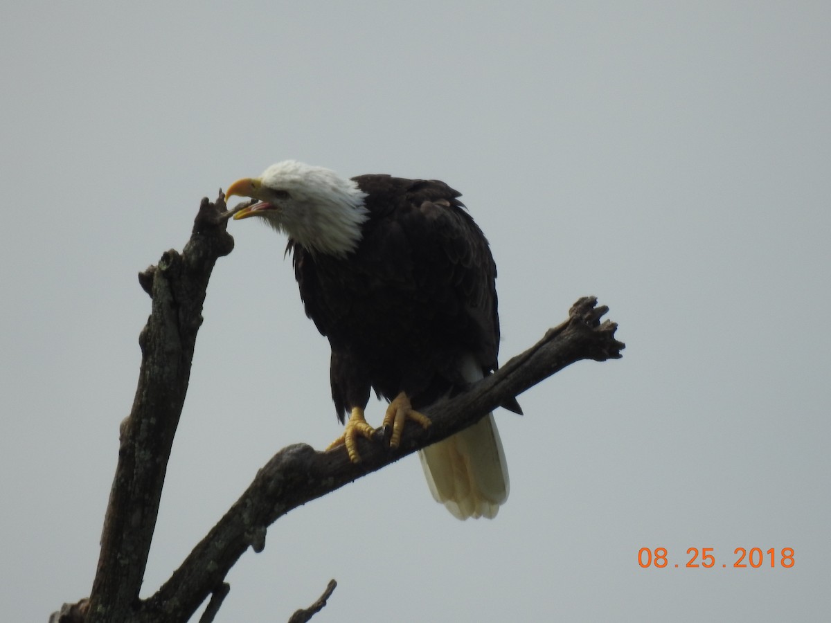 Weißkopf-Seeadler - ML112482111