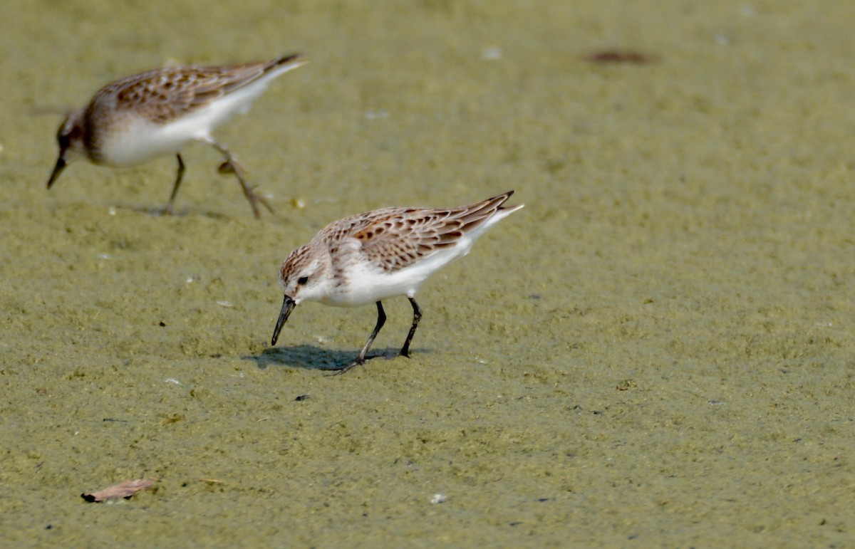 Western Sandpiper - ML112482941