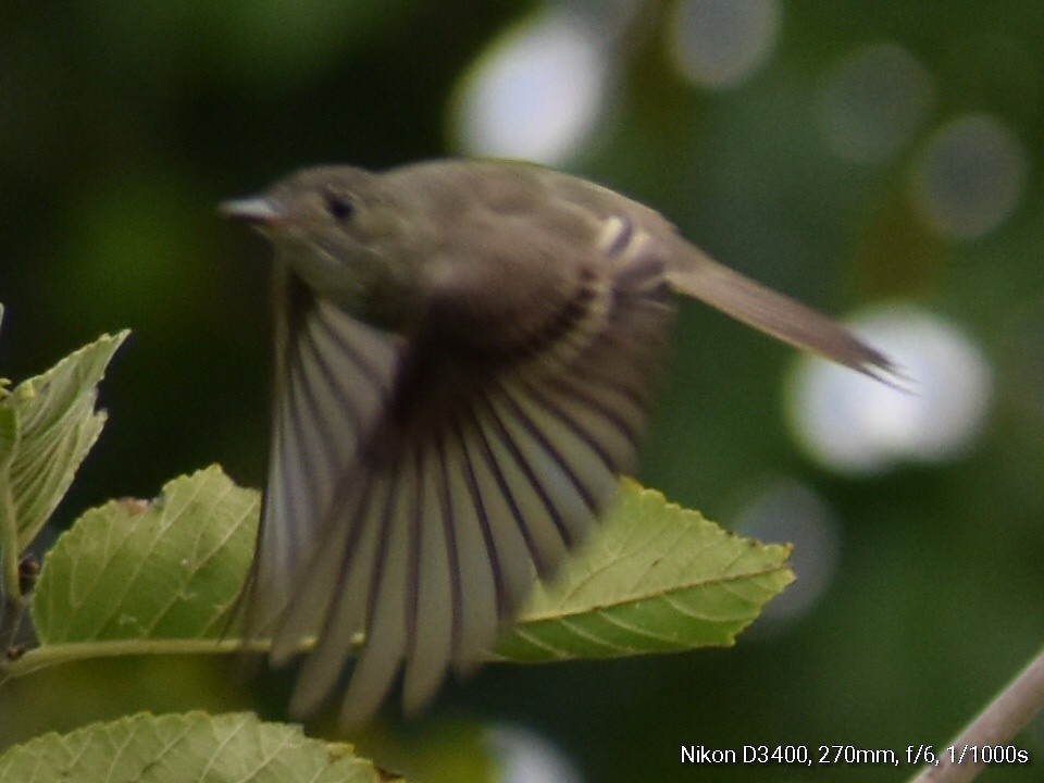 Eastern Wood-Pewee - ML112483501