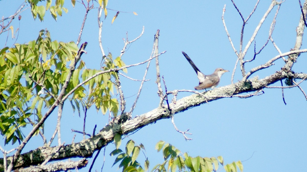 Yellow-billed Cuckoo - ML112483861