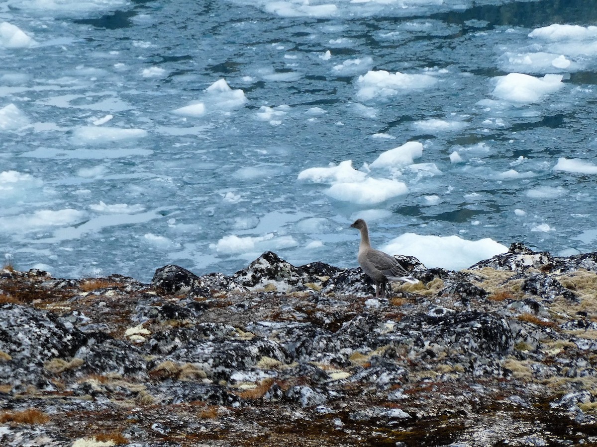 Pink-footed Goose - ML112484031