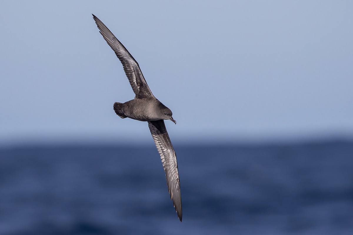 Sooty Shearwater - ML112487721