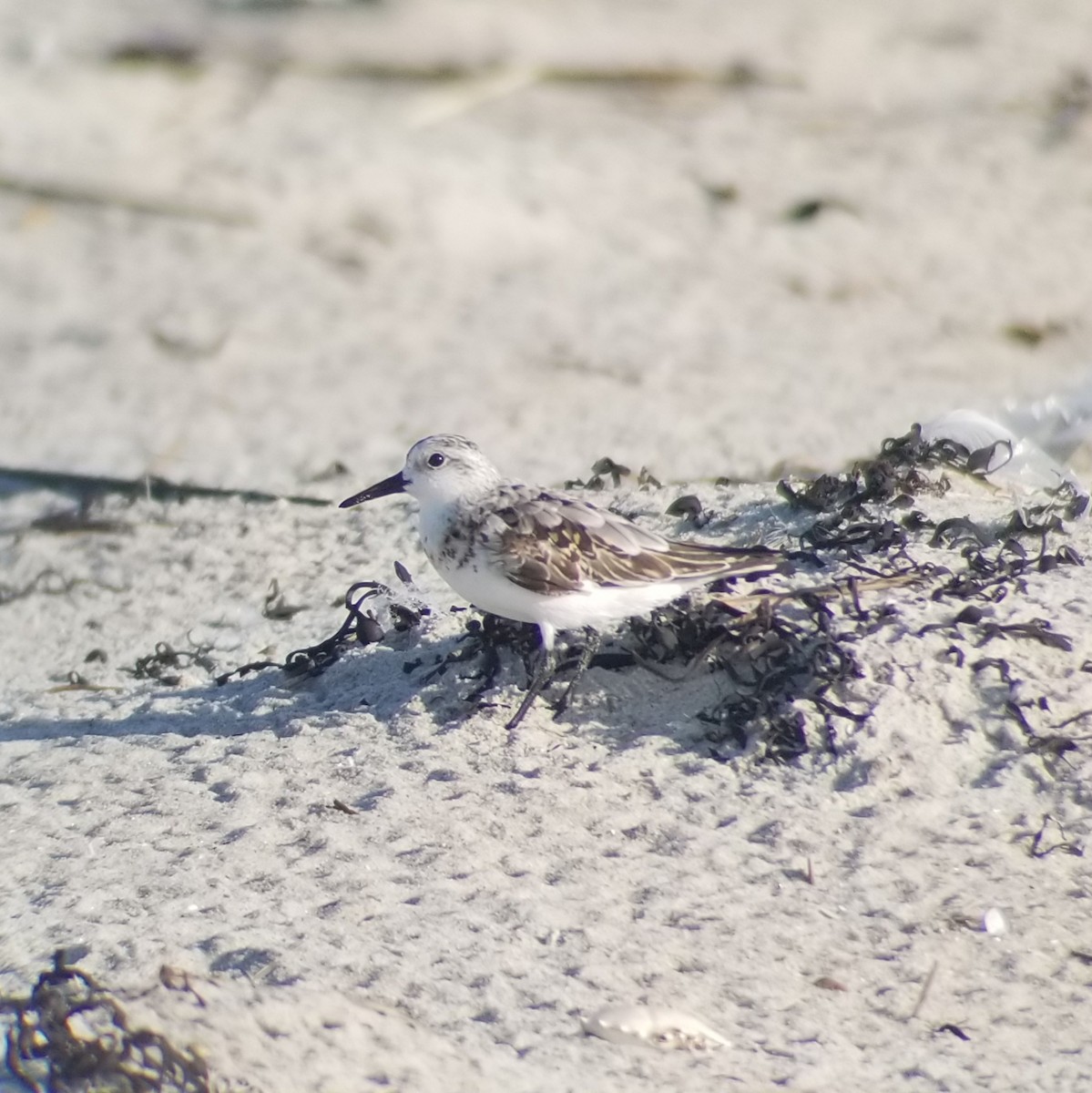 Sanderling - Tom Kerr