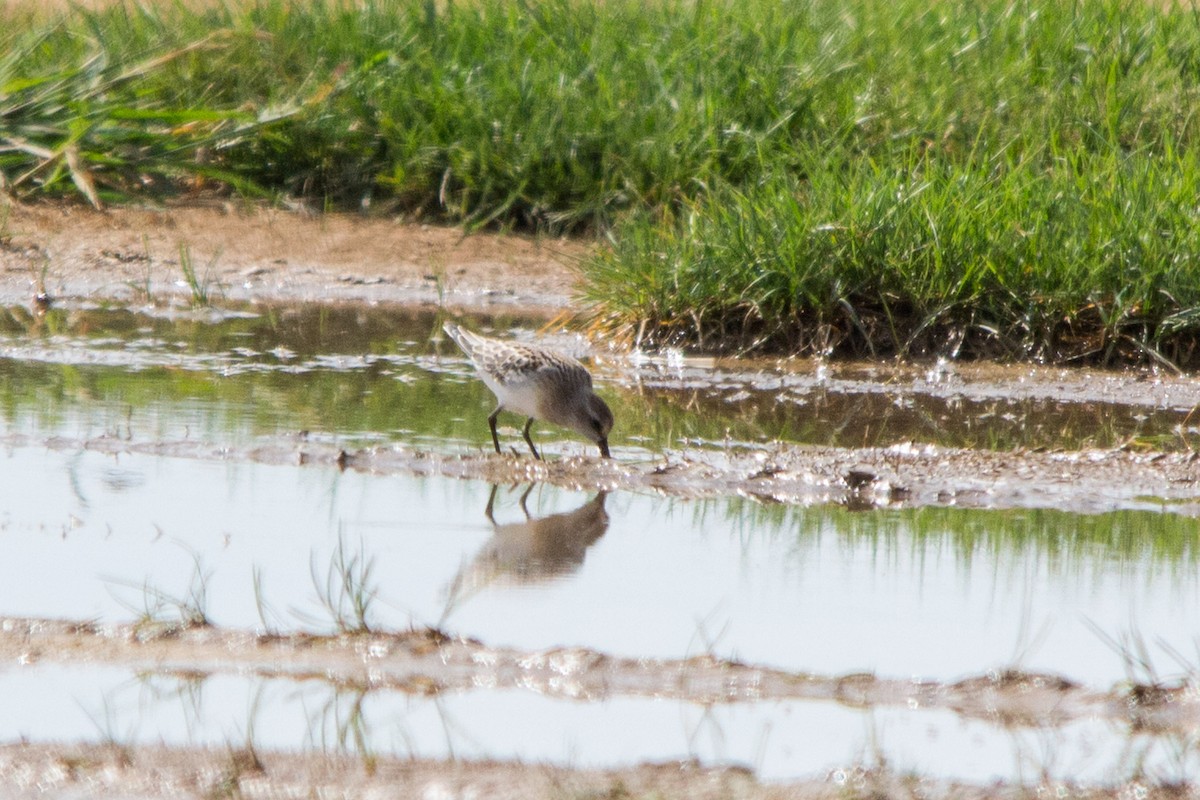 Semipalmated Sandpiper - ML112490491