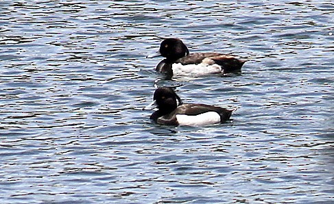 Tufted Duck - ML112491821