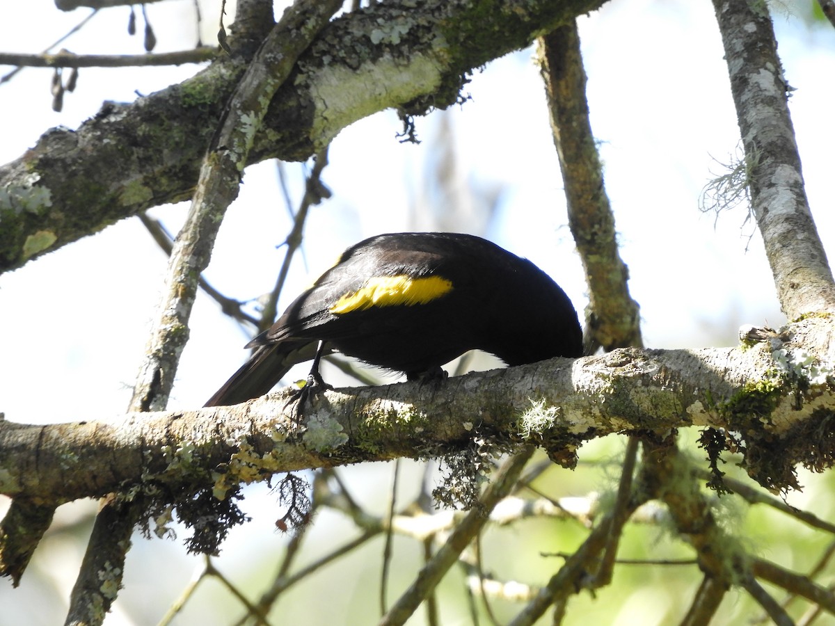 Golden-winged Cacique - ML112492651