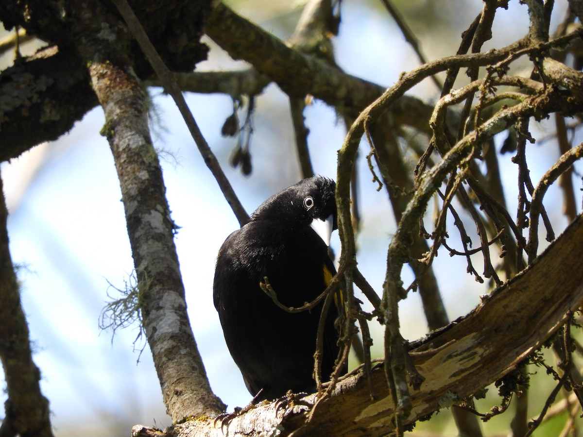 Golden-winged Cacique - ML112492661