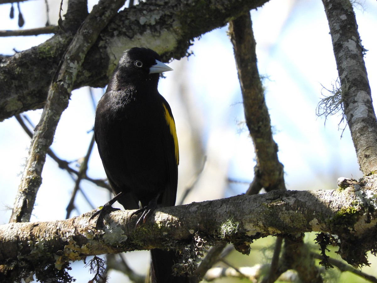 Golden-winged Cacique - ML112492671