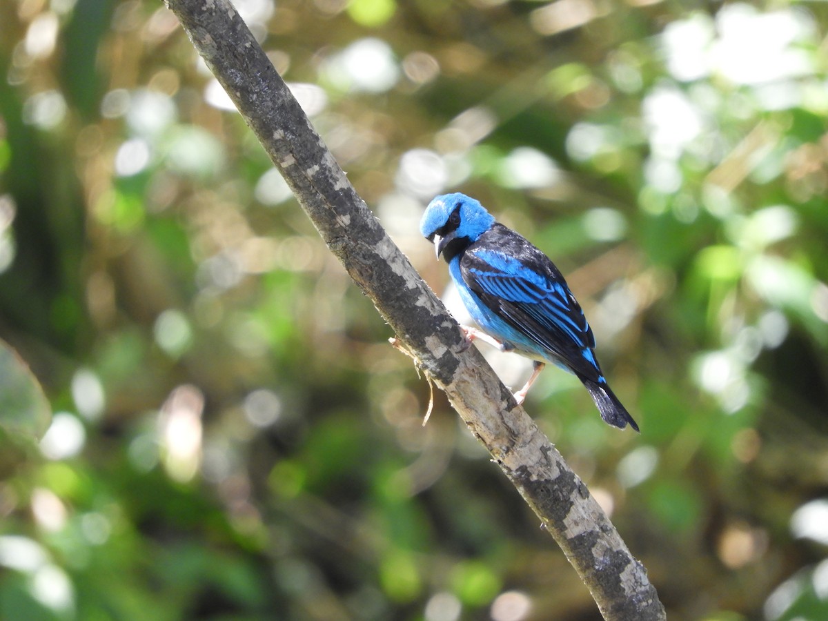 Blue Dacnis - ML112492861