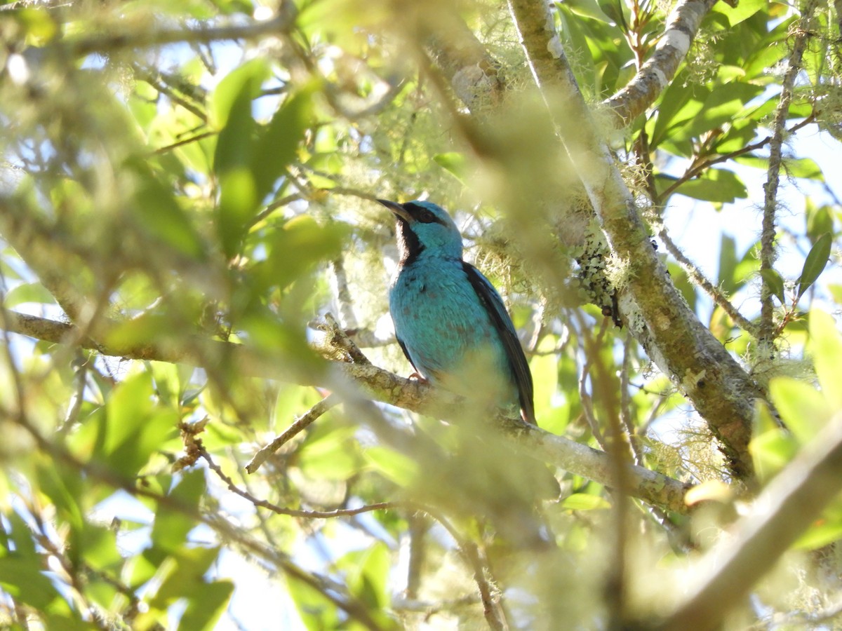 Blue Dacnis - ML112492911