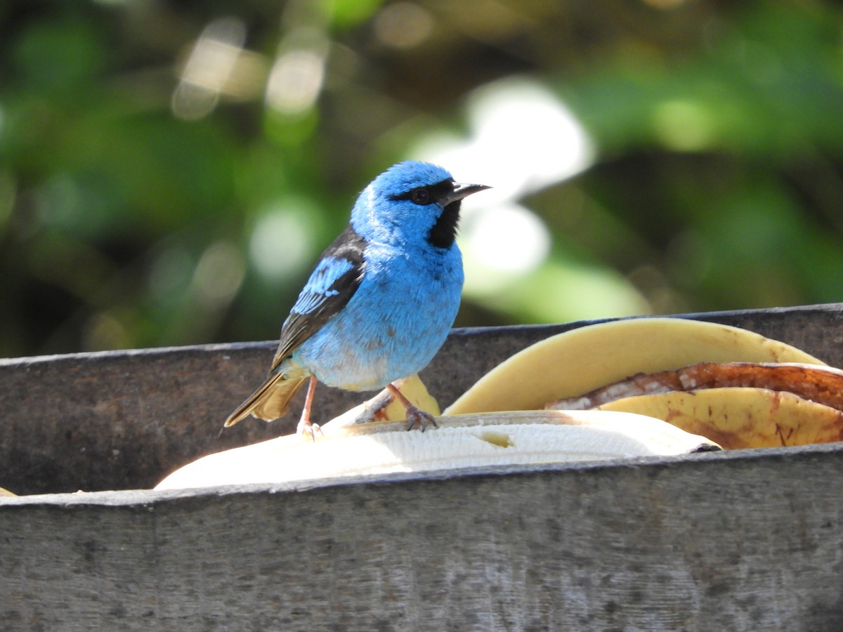 Blue Dacnis - David Rankin