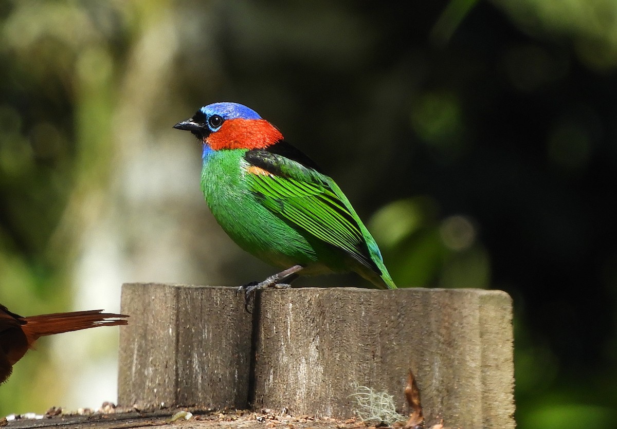 Red-necked Tanager - David Rankin