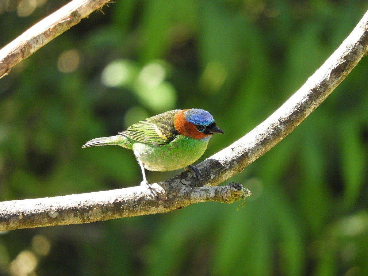 Red-necked Tanager - David Rankin