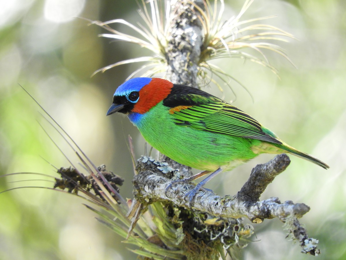 Red-necked Tanager - David Rankin