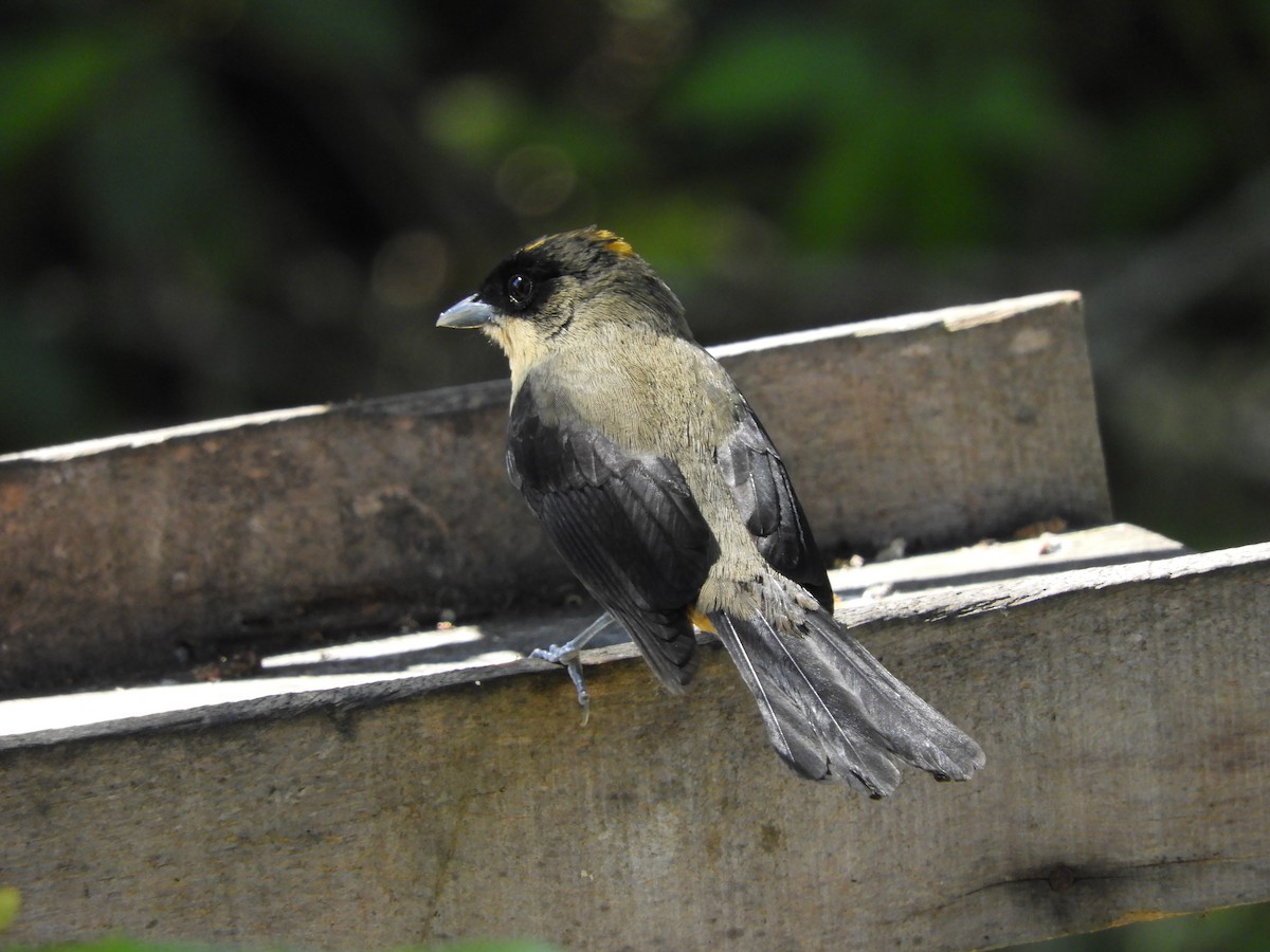 Black-goggled Tanager - ML112493421