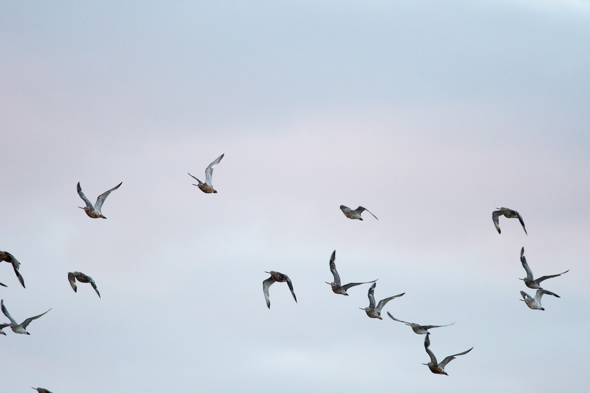 Bar-tailed Godwit - Graham Gerdeman