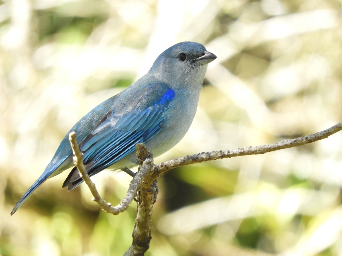 Azure-shouldered Tanager - ML112493471