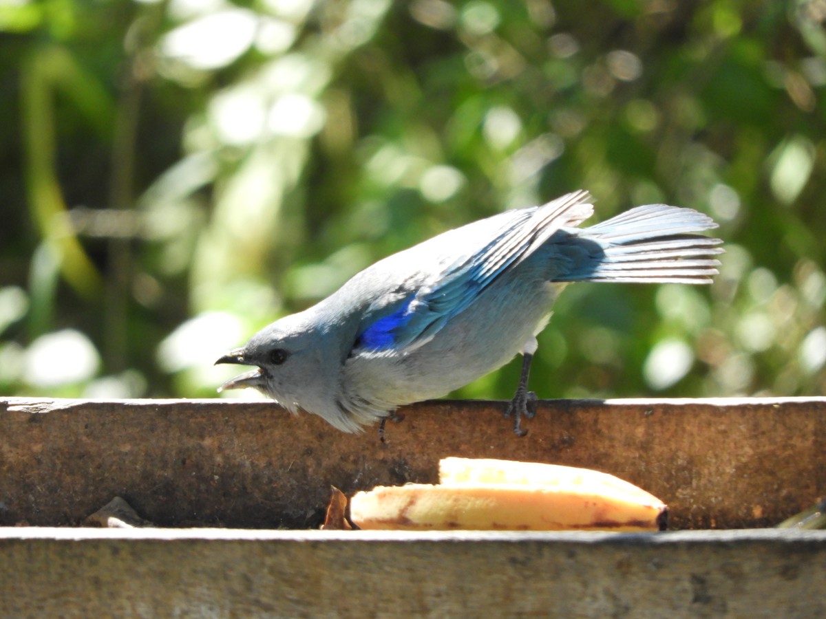 Azure-shouldered Tanager - ML112493481