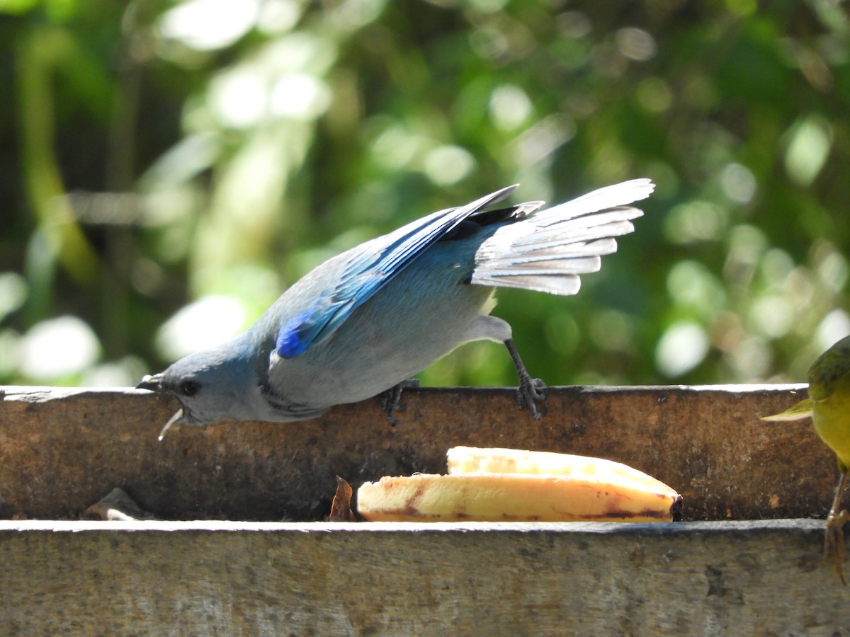 Azure-shouldered Tanager - David Rankin