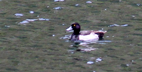 Tufted Duck - ML112493591