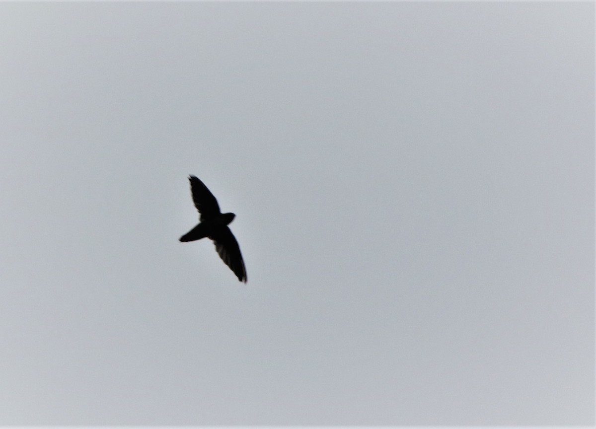 Chimney Swift - ML112495881