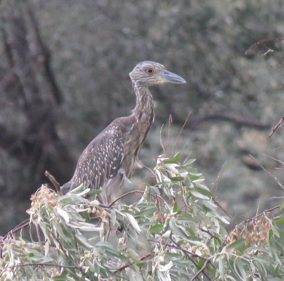 Yellow-crowned Night Heron - ML112496141