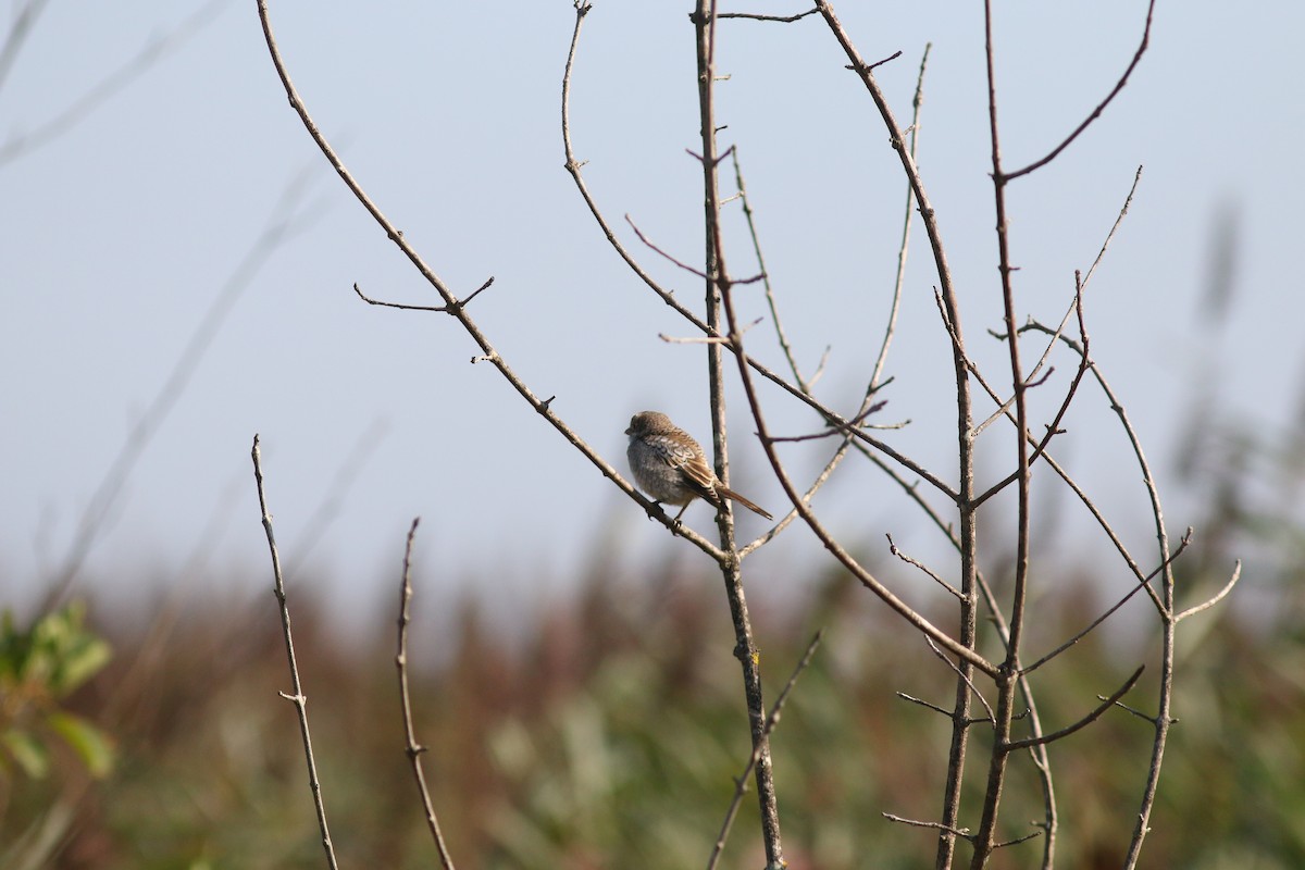 Woodchat Shrike - ML112496361