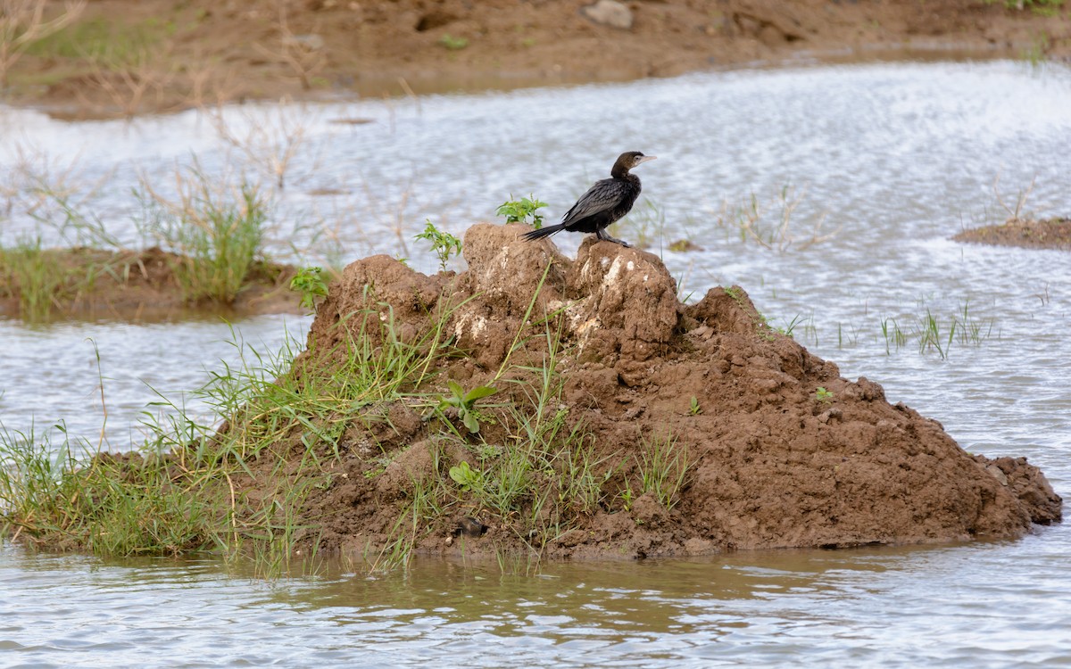 Little Cormorant - ML112497781