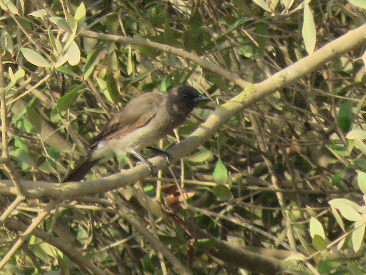 Common Bulbul (Common) - ML112502711