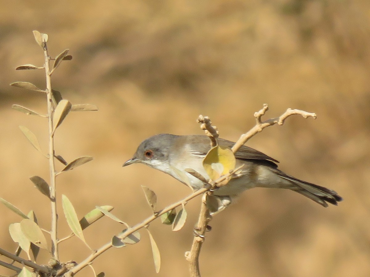 Sardinian Warbler - ML112502741