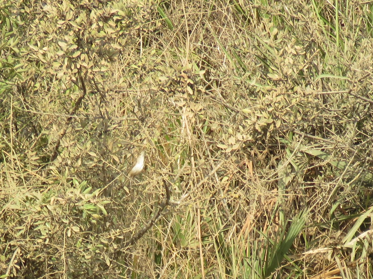 Western Olivaceous Warbler - ML112502771