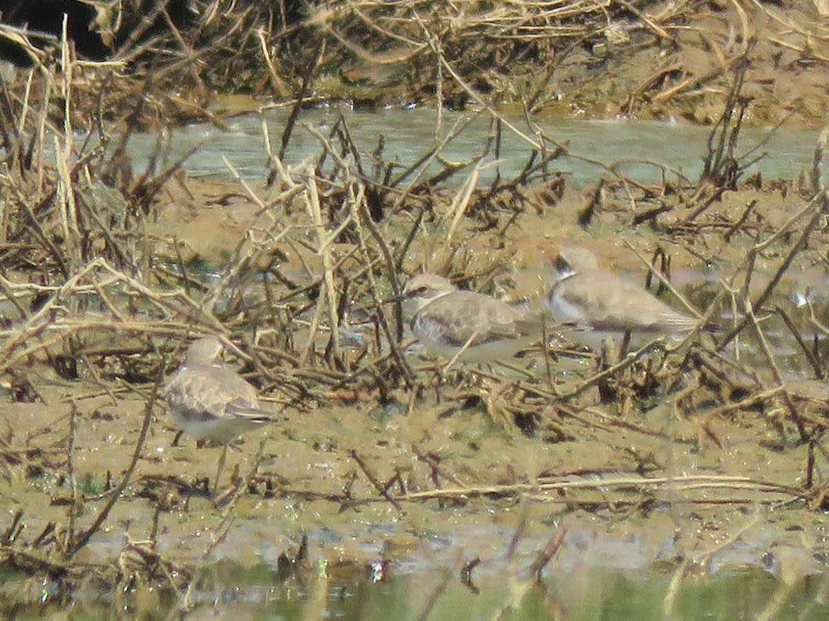 Little Ringed Plover - ML112502971