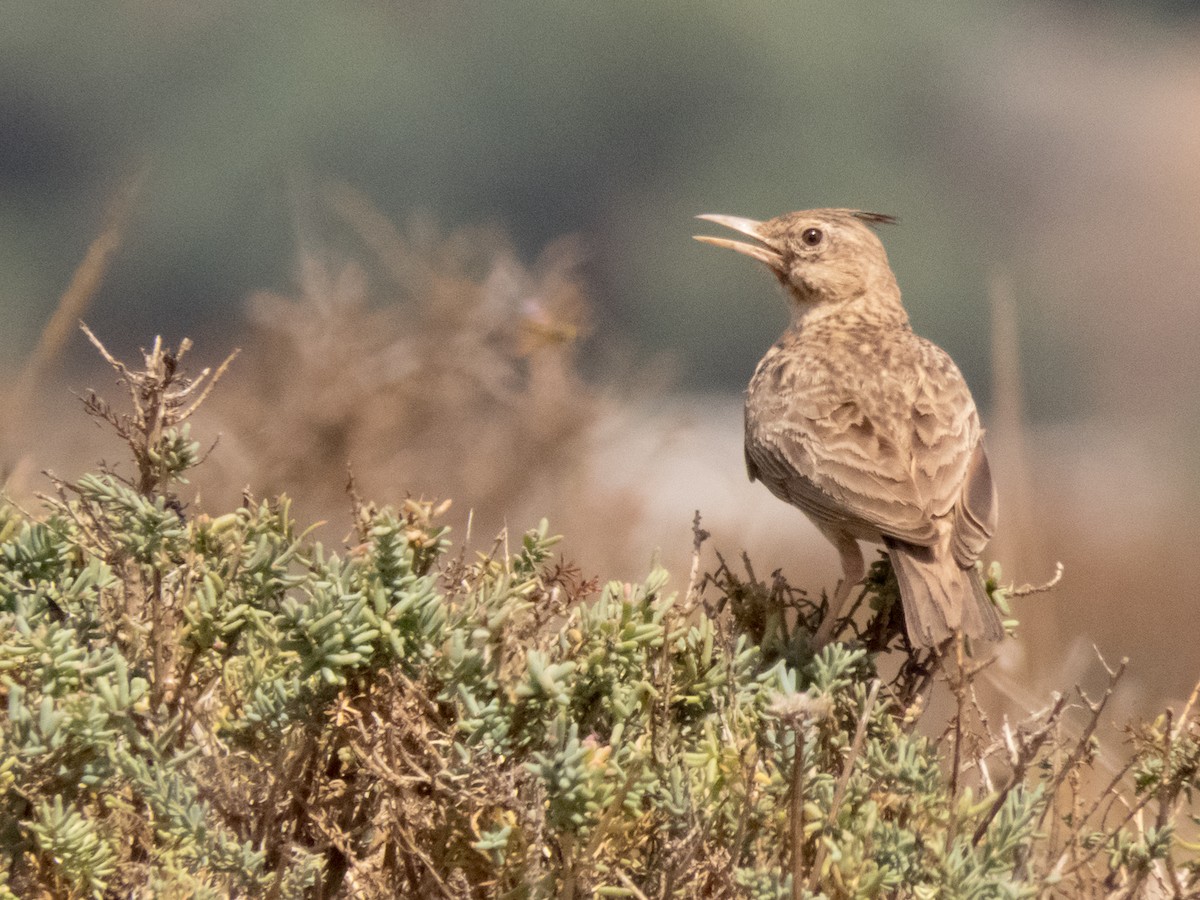 Crested Lark (Crested) - ML112503271