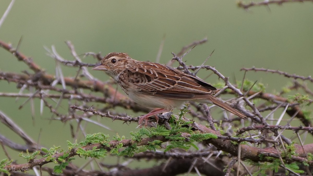 Friedmann's Lark - Mike Grant