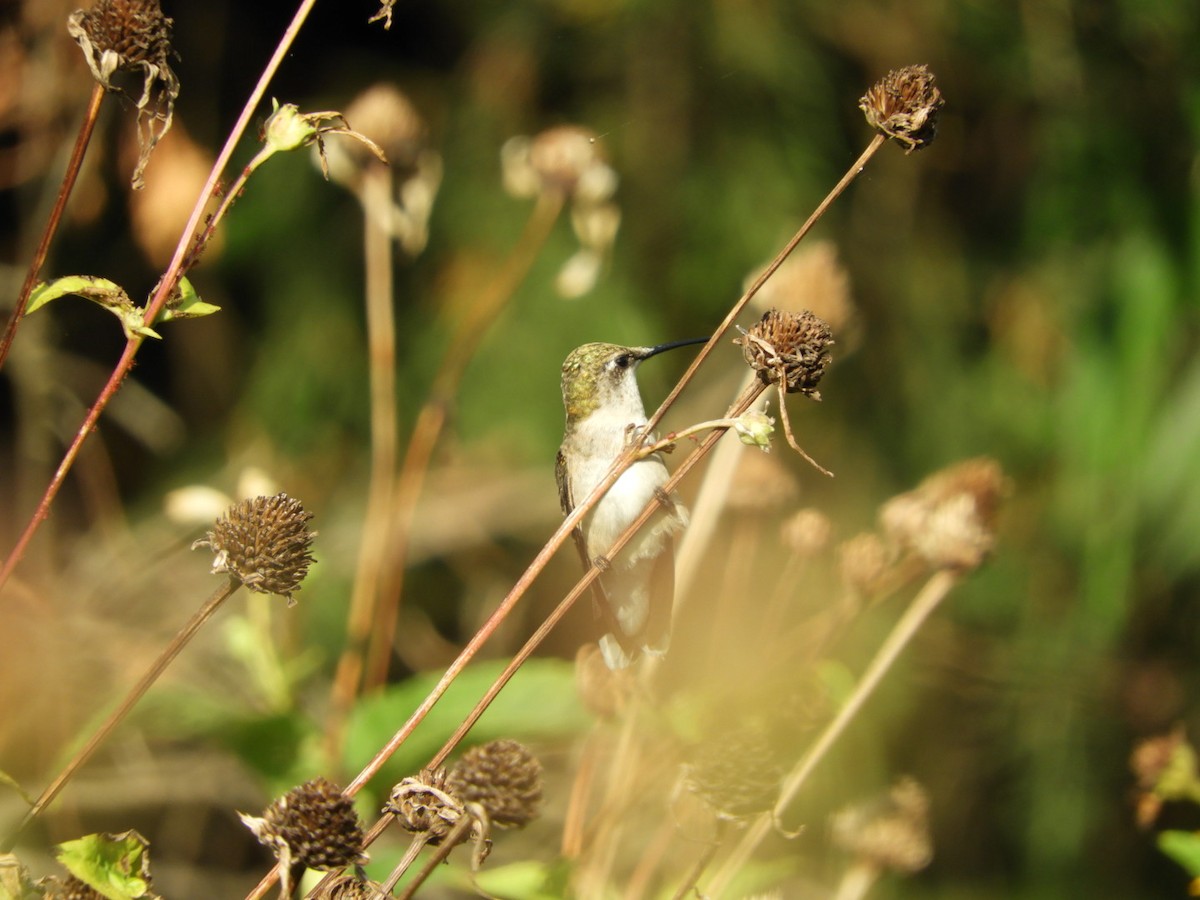 Ruby-throated Hummingbird - ML112504291