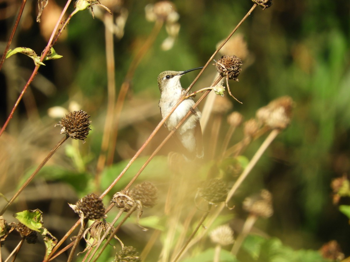 Ruby-throated Hummingbird - ML112504301