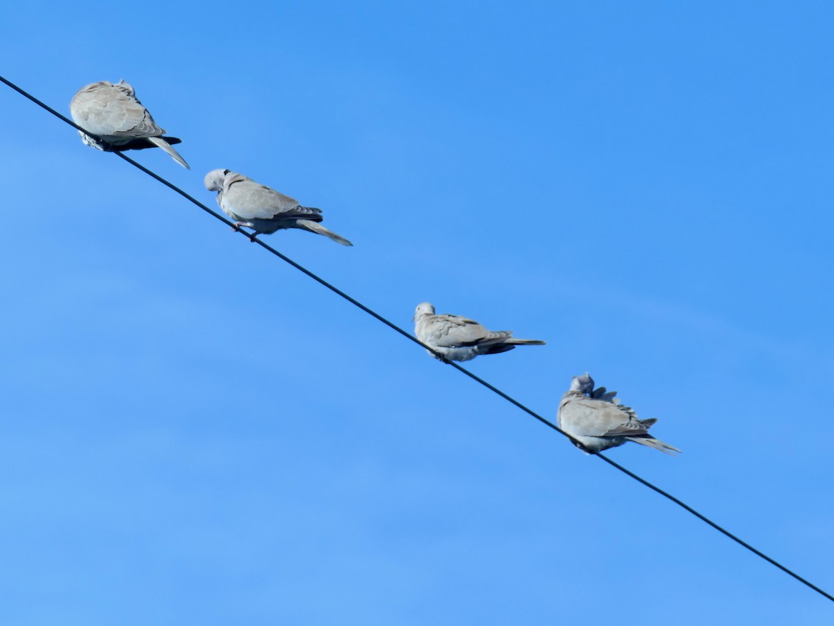 Eurasian Collared-Dove - ML112505761