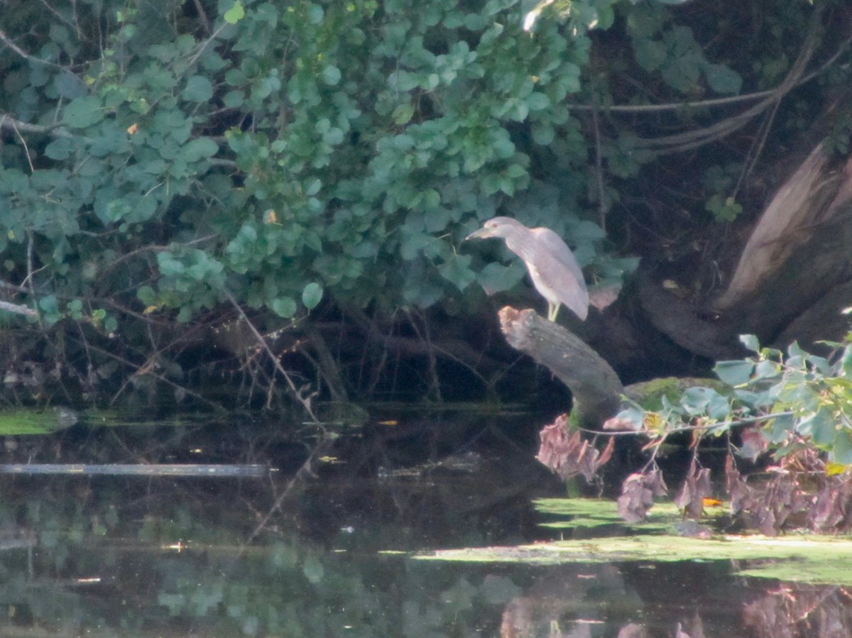 Black-crowned Night Heron - Sara Griesemer