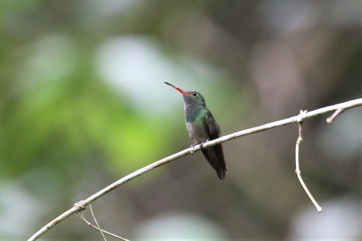 Rufous-tailed Hummingbird - Charles Davies