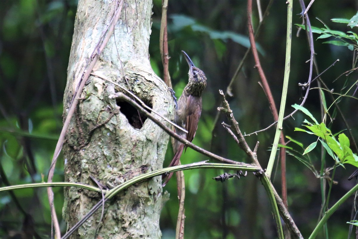 Cocoa Woodcreeper - ML112509851