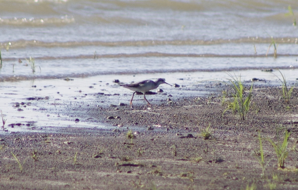 Phalarope de Wilson - ML112510001