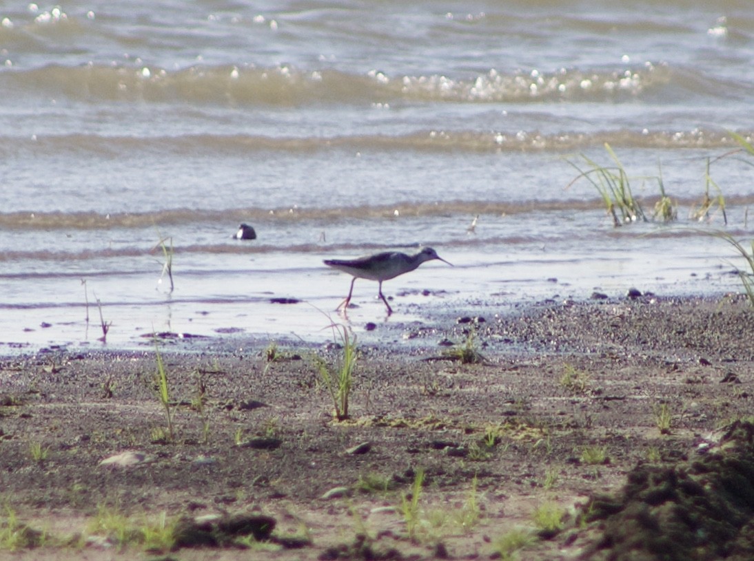 Phalarope de Wilson - ML112510011